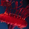 Deep-Sea Red Jellyfish