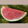 Watermelon_web