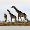 Tallest Animal