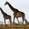 Tallest Animal