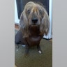 Ugly_Dog_2013___Isaboo