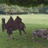 Camel Photobomb