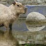 capybara_reuters