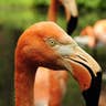 Caribbean flamingo