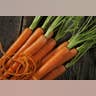 Carrots