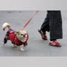 Casual-Dress Canine
