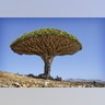 Dragon's Blood Tree