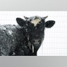 A cow stands in pasture during a winter snow storm, Tuesday, March 14, 2017, in Salisbury, PA