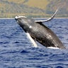 humpback whales11