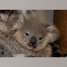 San Diego's Baby Koala