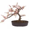 Nearly Natural Cherry Blossom Bonsai Tree