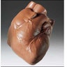 Human Heart, $22.95 