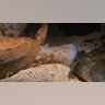 Cone Snail