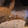 Cone Snail