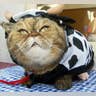 Cowcat