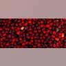 Cranberries