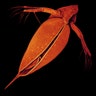 common water flea