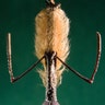 bearded weevil