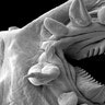 Hydrothermal Worm