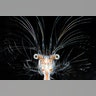 deep-water decapod crustacean
