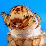 Trichoptera Odontocerum albicorne larvae