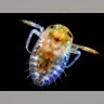 Backswimmer aquatic insect