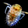 Backswimmer aquatic insect