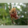 Chunky Spider