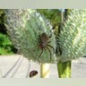 Spider on Plant