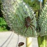 Spider on Plant