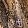 crosses_on_tree_bark