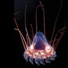 Deep-Sea Jellyfish