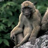 Arunachal Macaques
