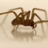 Brown Recluse spider two