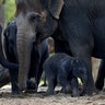 A newborn Asian elephant with members of its family at the Pairi Daiza wildlife park, a zoo in Brugelette, Belgium September 20, 2017