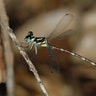 Rhinagrion_hainanense