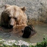 A brown bear is seen in a shelter for bears in the village of Berezivka near Zhytomyr, Ukraine, August 15, 2017
