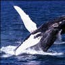 humpback whales13