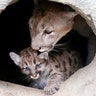 Ice, a four-year-old North American cougar, licks its one-month-old cub at the Royev Ruchey zoo in Krasnoyarsk, Russia, July 26, 201