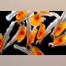 Baby Trout