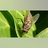 housefly
