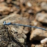 Powder_Blue_Damselfly2