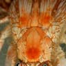 Jeweled Anemone Crab