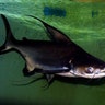 Giant_Pangasius