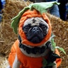 dog_costume_11