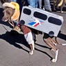 dog_costume_16