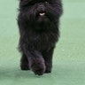 dog_show3__17_