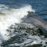 dolphin_mating