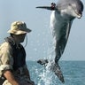 dolphin_navy