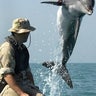 dolphin_navy